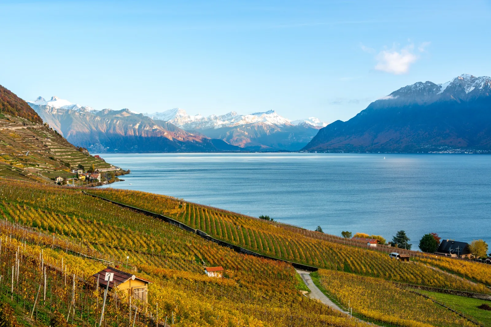 Viñedos otoñales de Lavaux frente al lago Lemán y los Alpes